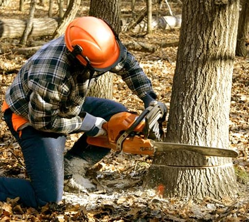 Tree Removal in Mexico, ME